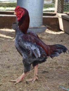 Rare Chicken Breeds at Greenfire Farms Image